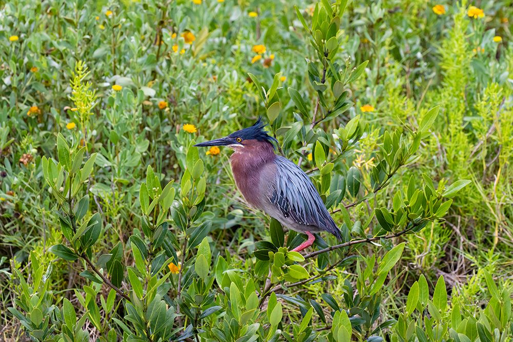 Green Heron-Butorides virescens-standing in shrubs